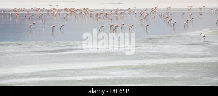 Groupe de flamants roses debout sur un lac près de la Parc National Eduardo Avaroa en Bolivie Banque D'Images