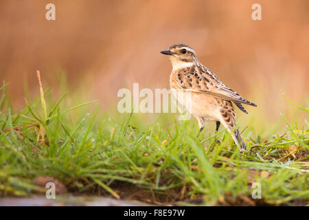 (Saxicola rubetra Whinchat femelle) d'un petit passereau migrateur qui se reproduit en Europe et l'Asie occidentale et les hivers en Afrique Banque D'Images