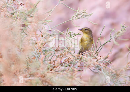 Des profils Willow Warbler (Phylloscopus trochilus) perché sur un arbre. Photographié dans la réserve naturelle d'Ein Afek, Israël en Octobre Banque D'Images