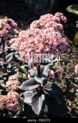 Sedum Matrona en fleur Septembre UK Banque D'Images