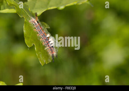 Espèce d'Vaporer, houppes, Caterpillar, Schlehenspinner Bürstenspinner, Kleiner, Orgyia antiqua, Raupe, Orgyia recens Banque D'Images