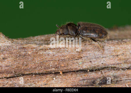 Épris de boue bigarrée beetle, Sägekäfer Heterocerus, spec., Heteroceridae, épris de boue bigarrée coléoptères Banque D'Images