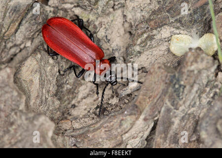 Le Cardinal-Beetle, le cardinal beetle, Feuerkäfer Feuerfliege Scharlachroter Pyrochroa coccinea,,, Pyrochre écarlate Banque D'Images