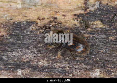 Épris de boue bigarrée beetle, Sägekäfer Heterocerus, spec., Heteroceridae, épris de boue bigarrée coléoptères Banque D'Images