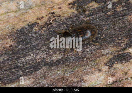 Épris de boue bigarrée beetle, Sägekäfer Heterocerus, spec., Heteroceridae, épris de boue bigarrée coléoptères Banque D'Images