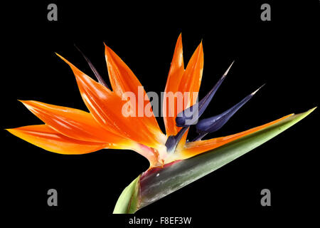 Oiseau du Paradis fleur sur fond noir Banque D'Images