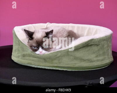 San Francisco, Californie, USA. Le 08 déc, 2015. Les trois ans de chat de maison 'Grumpy Cat' vu au cours de la présentation de sa nouvelle réplique faites de fibre de verre, silicium, et des faux cheveux, en musée de cire Madame Tussaud's à San Francisco, Californie, USA, 08 décembre 2015. Photo : BARBARA MUNKER/dpa/Alamy Live News Banque D'Images
