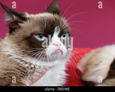 San Francisco, Californie, USA. Le 08 déc, 2015. Les trois ans de chat de maison 'Grumpy Cat' est soutenue par Tabatha Bundesen propriétaire à côté de sa nouvelle réplique faites de fibre de verre, silicium, et des faux cheveux, qui vient d'être présenté en musée de cire Madame Tussaud's à San Francisco, Californie, USA, 08 décembre 2015. Photo : BARBARA MUNKER/dpa/Alamy Live News Banque D'Images
