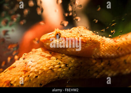 Fermer shot d'une orange à l'intérieur d'un serpent terrarium Banque D'Images