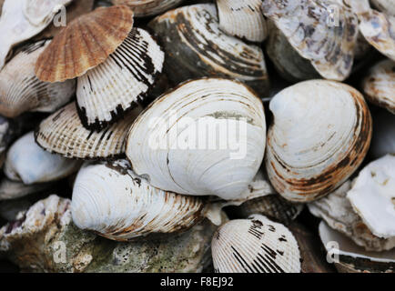 Grand Blanc coquille est photographié close up Banque D'Images