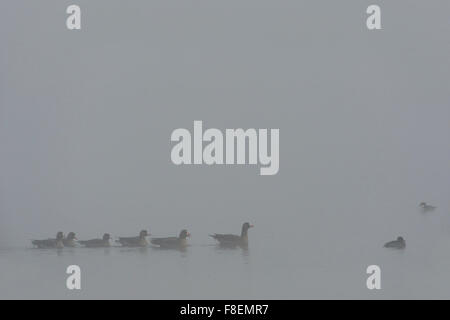 Oies rieuses (Anser albifrons ) Nage avec un fuligule morillon et un yéti sur un plan d'eau dans le brouillard du matin. Banque D'Images