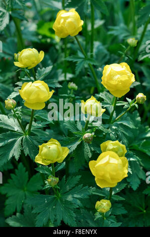 Trollius Europaeus (Globeflower). Une plante vivace floraison jaune au début de l'été. Banque D'Images