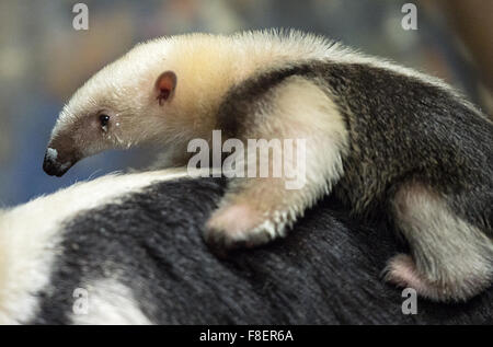 Zoo de Francfort, Allemagne. 9 Décembre, 2015. Les deux mois (tamandua tamanoir moindre) grimpe sur sa mère est de retour après un repas dans le zoo de Francfort am Main, Allemagne, 09 décembre 2015. C'est le premier enfant pour la période de six ans, mère 'Evita'. Le sud tamandua, appartenant au genre fourmilier, est originaire de la forêt tropicale et les savanes de l'Amérique du Sud. Photo : Alexander HEINL/dpa dpa : Crédit photo alliance/Alamy Live News Banque D'Images