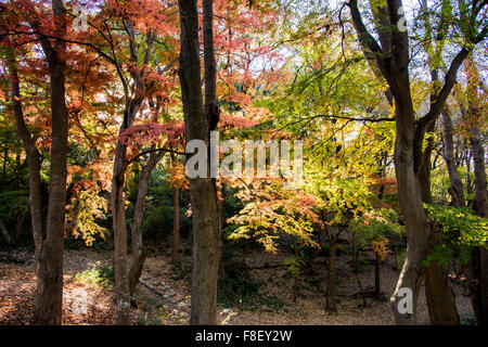 Parc Naturel de Sayama Higashiyamato,ville,Tokyo, Japon Banque D'Images