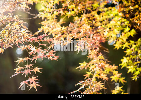 Parc Naturel de Sayama Higashiyamato,ville,Tokyo, Japon Banque D'Images