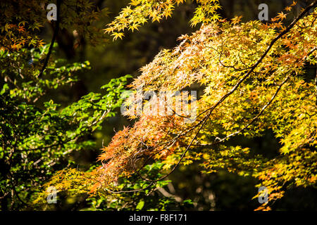 Parc Naturel de Sayama Higashiyamato,ville,Tokyo, Japon Banque D'Images