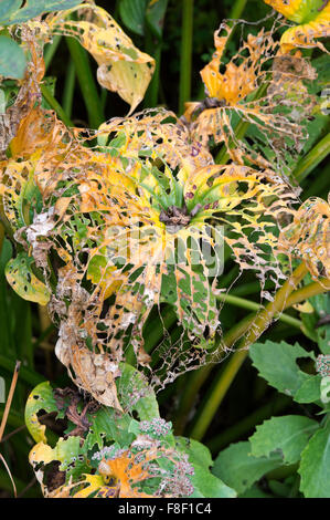 Hosta sieboldiana elegans. Slug, snail et de décroissance de dommages aux feuilles en automne Banque D'Images