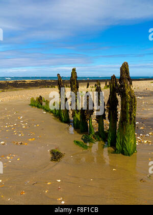 Épis sur plage à Bembridge une station balnéaire sur la pointe est de l'île de Wight Angleterre UK avec le Solent visible au-delà Banque D'Images