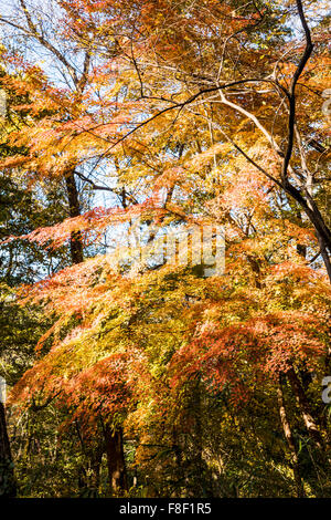 Parc Naturel de Sayama Higashiyamato,ville,Tokyo, Japon Banque D'Images