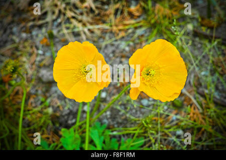 Le pavot, Papaver radicatum, Suède. Banque D'Images