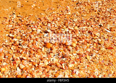 Plage de Benagil coquillages sur la côte de l'Algarve Banque D'Images