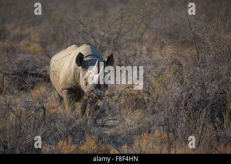 Un rhinocéros blanc dans le parc national d'Etosha, Namibie Banque D'Images