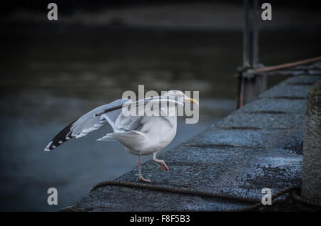 Goéland argenté sur mur du port. Ailes déployées, sur le point de prendre son envol. Larus argentatus Banque D'Images