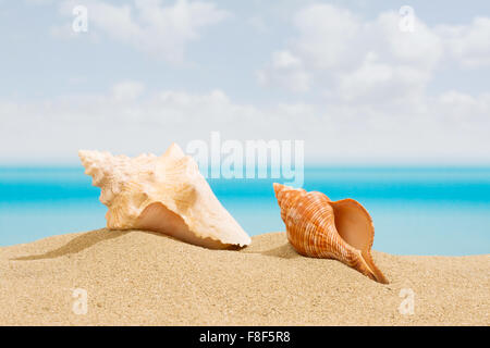 Coquillage sur la plage, avec une mer tropicale Banque D'Images