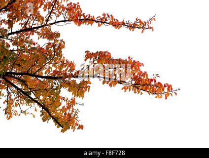 Les branches d'arbres en automne Banque D'Images