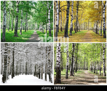 Quatre saisons de la rangée d'arbres de bouleau Banque D'Images