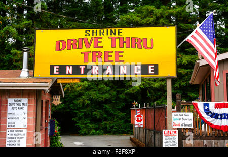 Le Drive Thru culte Tree auto park signe généraux Myers Flat en Californie Banque D'Images