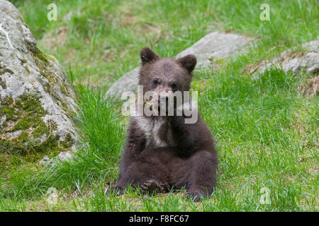 Ours brun (Ursus arctos) cub eating fruit Banque D'Images