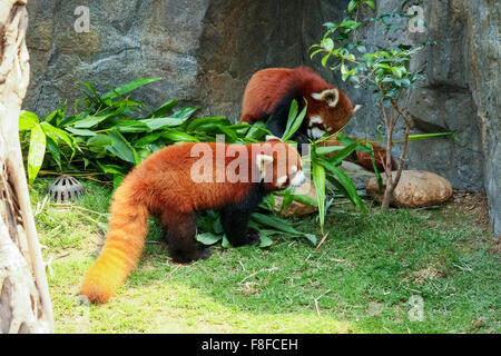 Deux pandas rouges mignon bambou manger Banque D'Images