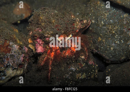 L'Ermite rouge velu, Dardanus lagopodes, sur les récifs coralliens, Tulamben, Bali, Indonésie Banque D'Images