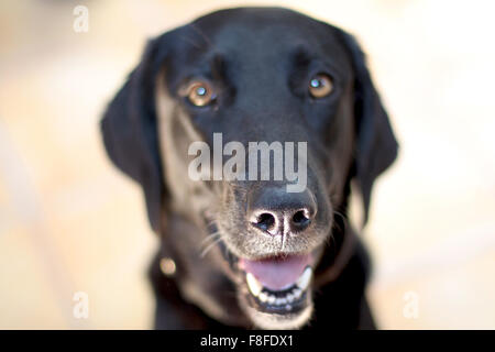 Un nez de chien noir Banque D'Images