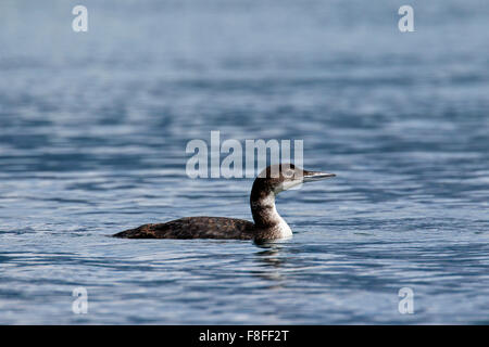 La Great Northern Diver / great northern loon / plongeon huard (Gavia immer) piscine pour enfants dans le lac en été Banque D'Images