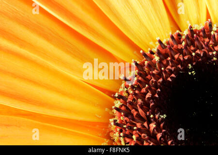 Extreme close up of gerbera jaune trimestre Banque D'Images