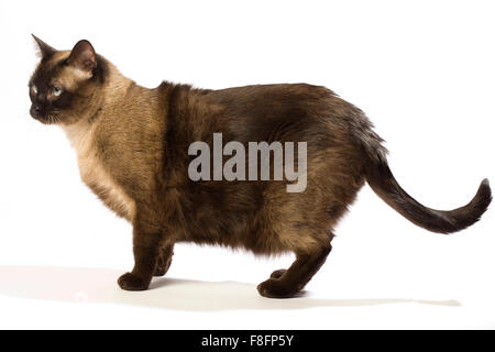 Chat Siamois les cheveux longs avec des yeux bleus. Banque D'Images