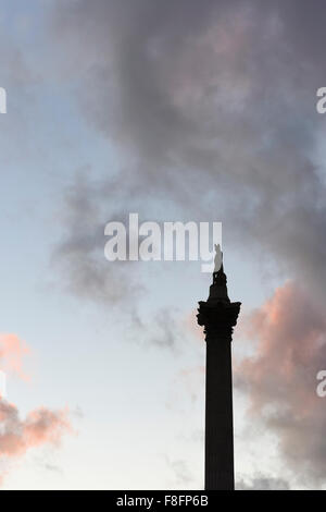 Silhouette de la Colonne Nelson à Trafalgar Square, London, England, UK Banque D'Images