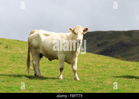 Vache de race Shorthorn blanc debout sur un côté de colline écossais Banque D'Images