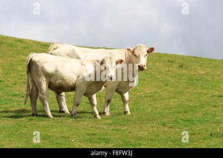 Vache de race Shorthorn blanc et les jeunes de race blanche Bull Shorthorn debout sur un côté de colline écossais Banque D'Images