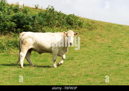 Vache de race Shorthorn blanc debout sur un côté de colline écossais Banque D'Images