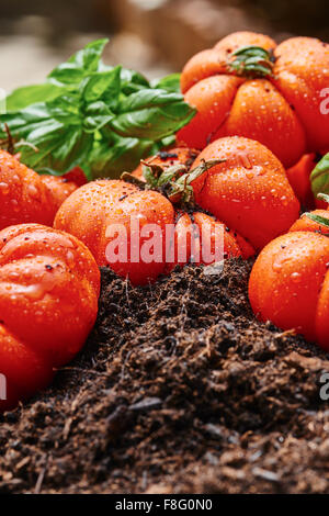 Type de tomate fraîchement récoltées pour corleone sauce sur vieille table en bois et sol Banque D'Images