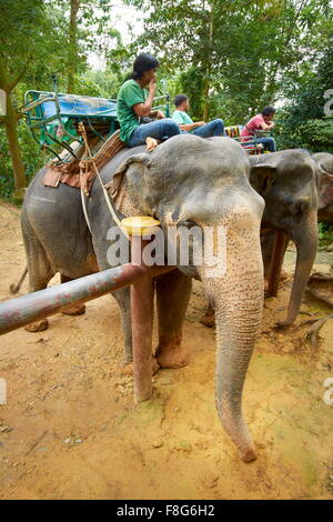 Thaïlande - Parc national de Khao Lak, éléphant attendent les touristes Banque D'Images