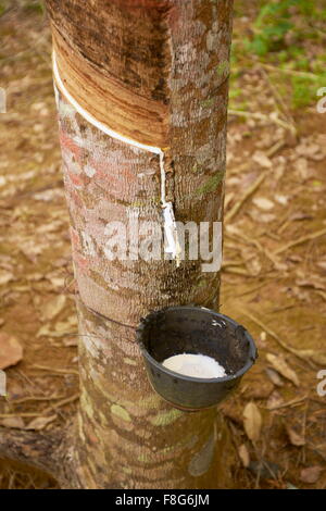 Le latex découlant de la coupe dans une écorce d'arbre en caoutchouc, la Thaïlande, l'Asie Banque D'Images