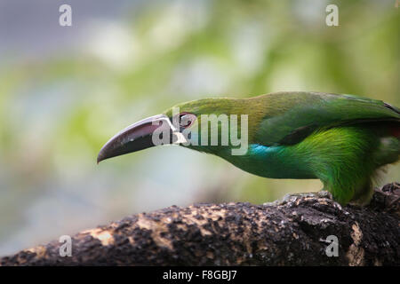 Toucanet à croupion rouge dans la forêt nuageuse de la vallée de Tandayapa en Equateur. Banque D'Images