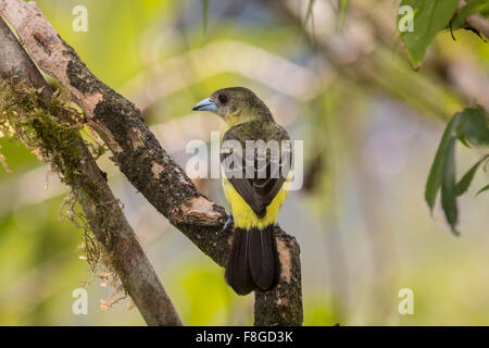 Tangara à croupion jaune citron (Ramphocelus icteronotus) perché sur une branche dans la vallée de Tandayapa, Equateur Banque D'Images