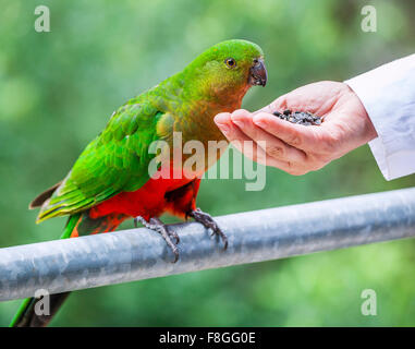 L'Australie, les King Parrot acceptant un flux sur un quartier résidentiel terrasse Banque D'Images