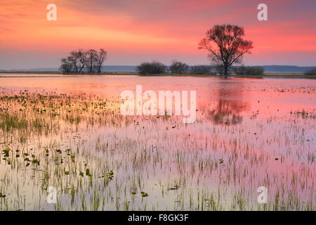 Paysage lever du soleil Parc national de Biebrza, Pologne Banque D'Images