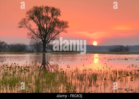 Lever du soleil paysage, parc national de Biebrza, Pologne Banque D'Images